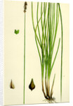 Carex Teretiuscula Var. Ehrhartiana Lesser Panicled Sedge Var. B. by Anonymous