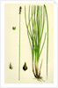 Carex Teretiuscula Var. Ehrhartiana Lesser Panicled Sedge Var. B. by Anonymous