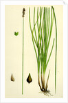 Carex Teretiuscula Var. Ehrhartiana Lesser Panicled Sedge Var. B. by Anonymous
