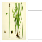 Carex Teretiuscula Var. Ehrhartiana Lesser Panicled Sedge Var. B. by Anonymous