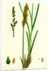 Carex Paniculata Greater Panicled Sedge by Anonymous