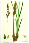 Carex Paniculata Greater Panicled Sedge by Anonymous