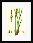 Carex Paniculata Greater Panicled Sedge by Anonymous