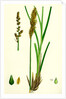 Carex Paniculata Greater Panicled Sedge by Anonymous
