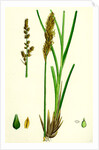 Carex Paniculata Greater Panicled Sedge by Anonymous