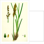 Carex Paniculata Greater Panicled Sedge by Anonymous