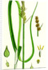 Carex Vulpina Great Sedge by Anonymous