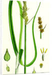 Carex Vulpina Great Sedge by Anonymous