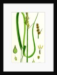Carex Vulpina Great Sedge by Anonymous