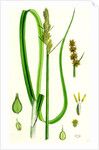 Carex Vulpina Great Sedge by Anonymous