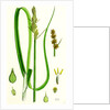 Carex Vulpina Great Sedge by Anonymous