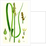 Carex Vulpina Great Sedge by Anonymous