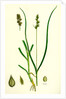 Carex Eu-Muricata Greater Prickly Sedge by Anonymous