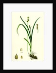 Carex Stellulata Little Prickly Sedge by Anonymous