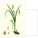 Carex Stellulata Little Prickly Sedge by Anonymous