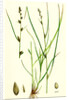 Carex Remota Distant-Spiked Sedge by Anonymous
