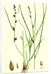 Carex Remota Distant-Spiked Sedge by Anonymous