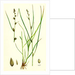 Carex Remota Distant-Spiked Sedge by Anonymous