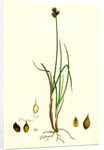 Carex Lagopina Hare's-Foot Sedge by Anonymous