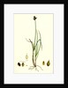 Carex Lagopina Hare's-Foot Sedge by Anonymous
