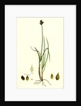 Carex Lagopina Hare's-Foot Sedge by Anonymous