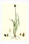 Carex Lagopina Hare's-Foot Sedge by Anonymous