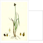 Carex Lagopina Hare's-Foot Sedge by Anonymous