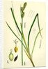 Carex Buxbaumii Hoary Sedge by Anonymous
