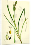 Carex Buxbaumii Hoary Sedge by Anonymous