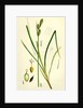 Carex Buxbaumii Hoary Sedge by Anonymous