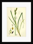 Carex Buxbaumii Hoary Sedge by Anonymous