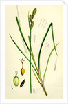 Carex Buxbaumii Hoary Sedge by Anonymous