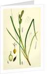 Carex Buxbaumii Hoary Sedge by Anonymous