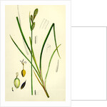 Carex Buxbaumii Hoary Sedge by Anonymous