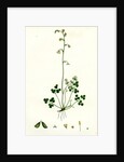 Thalictrum Alpinum Alpine Meadow Rue by Anonymous