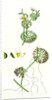 Ranunculus Circinatus Rigid-Leaved Water-Crowfoot by Anonymous