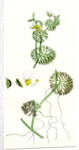 Ranunculus Circinatus Rigid-Leaved Water-Crowfoot by Anonymous