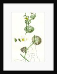 Ranunculus Circinatus Rigid-Leaved Water-Crowfoot by Anonymous