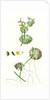 Ranunculus Circinatus Rigid-Leaved Water-Crowfoot by Anonymous
