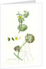 Ranunculus Circinatus Rigid-Leaved Water-Crowfoot by Anonymous