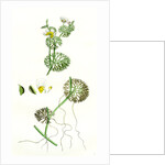 Ranunculus Circinatus Rigid-Leaved Water-Crowfoot by Anonymous