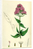 Centranthus Ruber Red Valerian by Anonymous