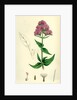 Centranthus Ruber Red Valerian by Anonymous