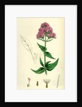 Centranthus Ruber Red Valerian by Anonymous