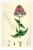 Centranthus Ruber Red Valerian by Anonymous