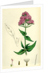 Centranthus Ruber Red Valerian by Anonymous