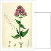 Centranthus Ruber Red Valerian by Anonymous