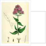 Centranthus Ruber Red Valerian by Anonymous