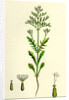 Centranthus Calcitrapa Cut-Leaved Valerian by Anonymous