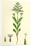 Centranthus Calcitrapa Cut-Leaved Valerian by Anonymous